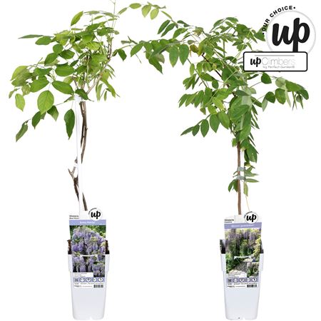 Wisteria Mix (our Choice)