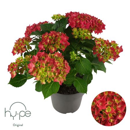 Hydrangea Ma Mophead Red 7+ (hy-pe)