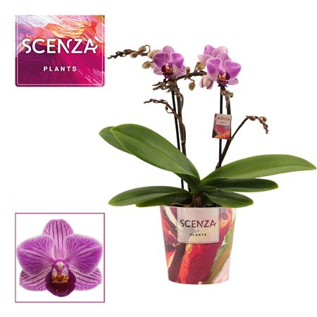 Phal Multi Dreamer 2st (scenza)