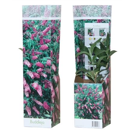 Buddleja Pink Delight