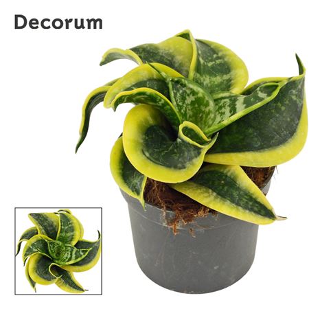 Sansevieria Hahnii Tornado (decorum)