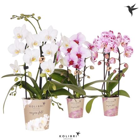 Phal Little Kolibri 2st Fountain Mix 30+ (ок)