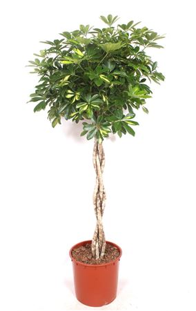 Schefflera Gold Capella Twisted Stem