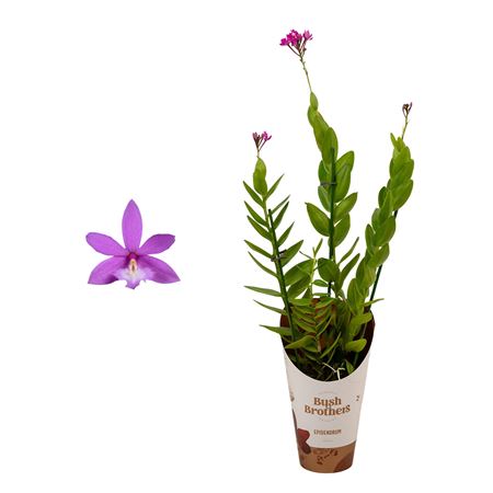 Epidendrum 3st Purple
