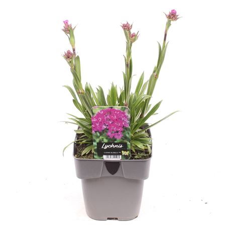 Silene (lychnis) Viscaria Lollipop Pink