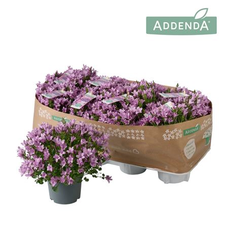 Campanula Ambella Pink