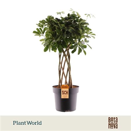 Schefflera Nora Tube(decorum)