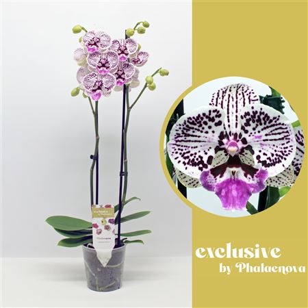 Phal 2st Zoe 14+ (phalaenova)
