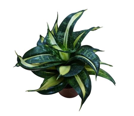 Sansevieria Spiral Star