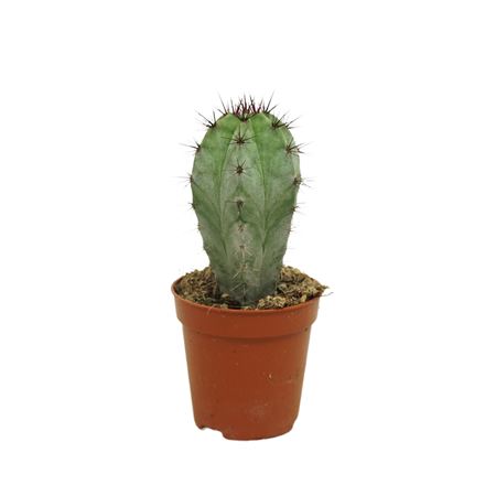 Polaskia Chichipe