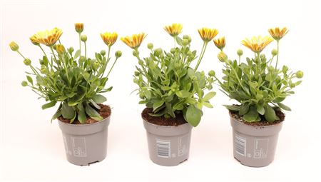 Osteospermum Yellow