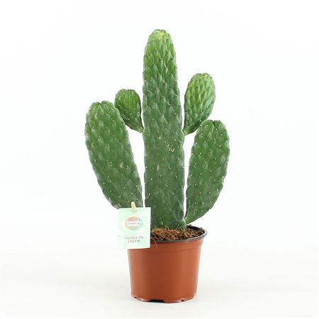 Opuntia Rubescens Consolea