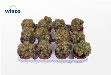 Cereus Peruvianus Monstruoza