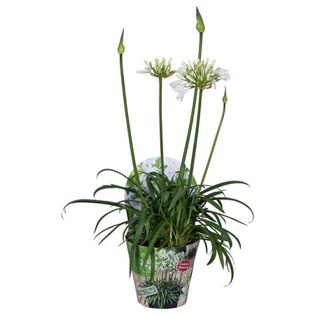 Agapanthus Summer Lovetm White