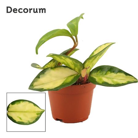 Хойя Карноза Триколор (декорум)