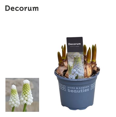 Muscari White Spear (decorum)