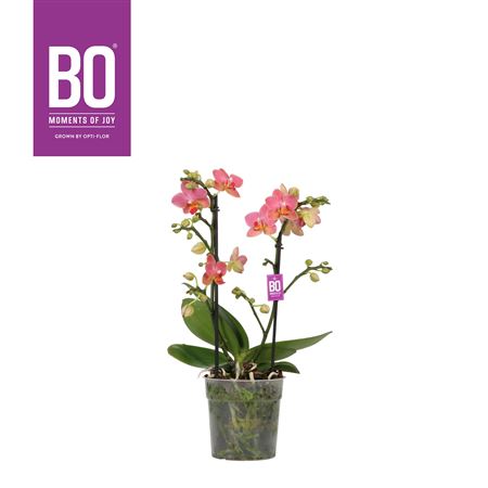 Phal Flora 2st Bo Charme