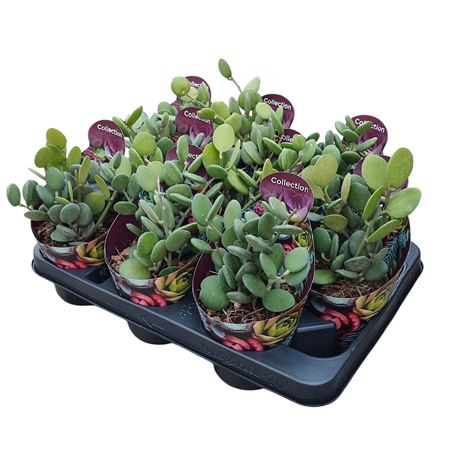 Xerosicyos Danguyi Potcover