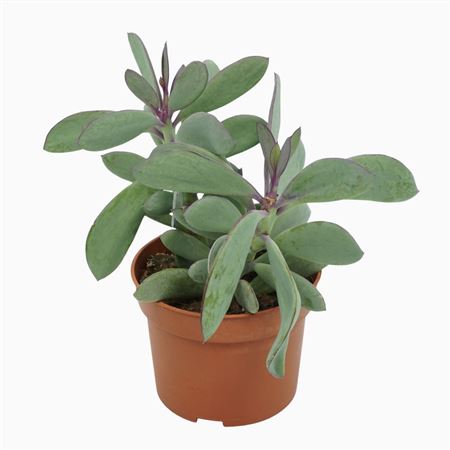 Senecio Crassissimius