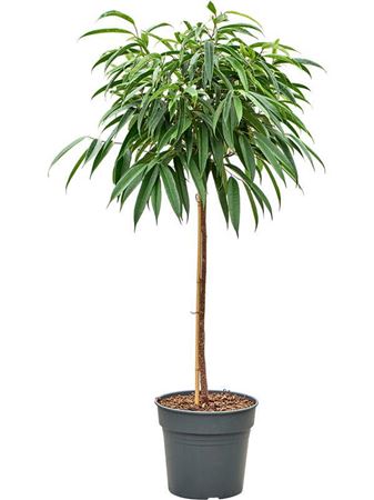 Ficus Binnendijkii Alii