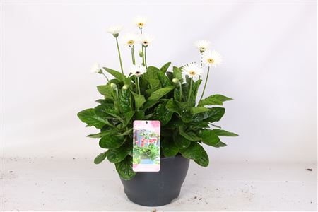 Gerbera Garvinea 32 7bl Wit