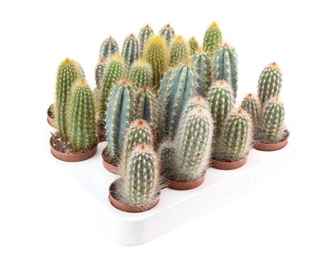 Cactus Zuil Mix Xl