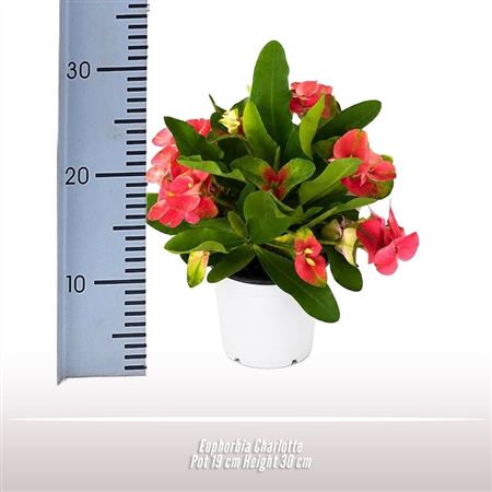 Euphorbia Charlotte