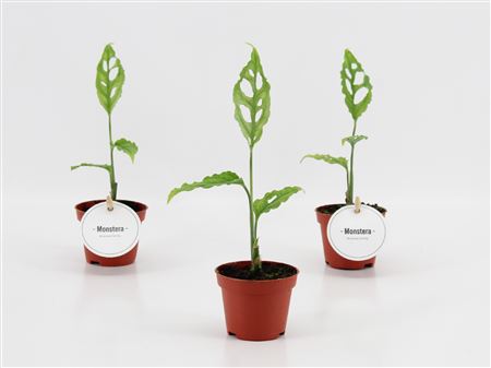 Монстера косая Перу