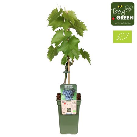 Vitis Vin Magdalena Bio