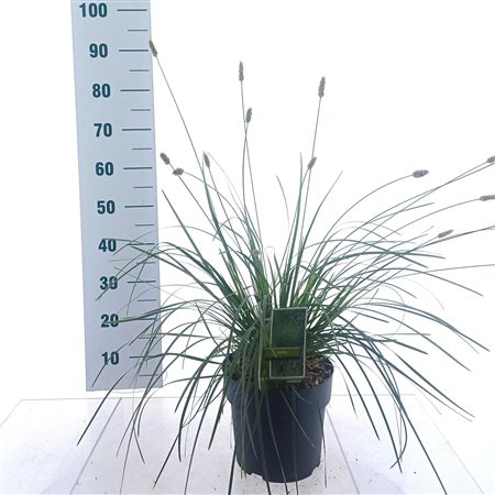 Sesleria Nitidia