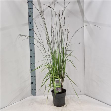 Molinia Arundinacea Black Arrows