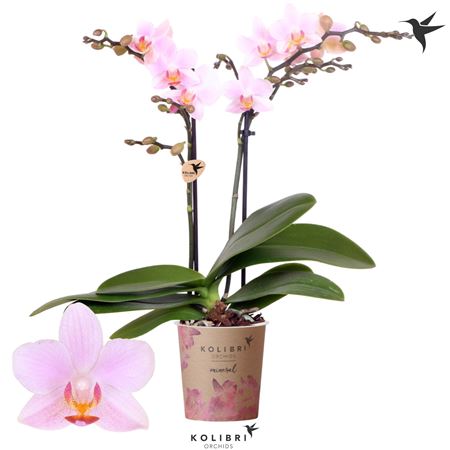 Phal 2st Mineral Armenia 20+ (ok)