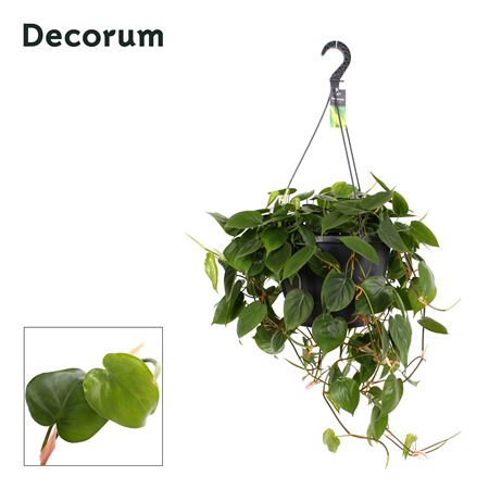 Philodendron Scandens Xxl (decorum)