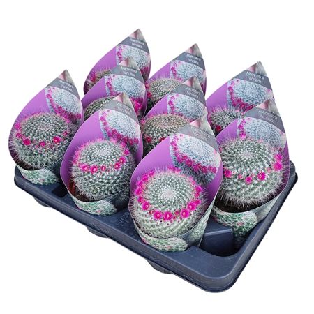 Mammillaria Hahniana Potcover