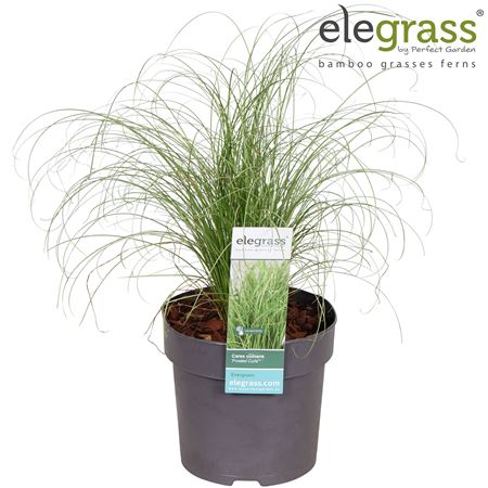 Carex Comans Frosted Curls
