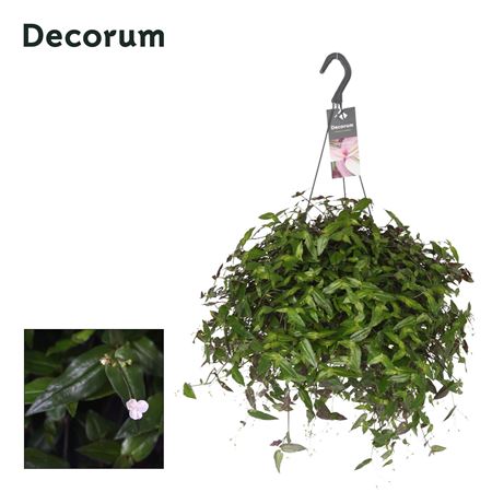 Tradescantia Multiflora Hangpot