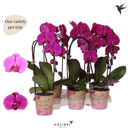 Phal 1st Cascade Welness Mut