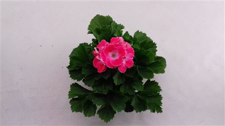 Pelargonium Grandi Sunrise