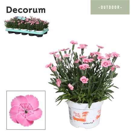 Dianthus Peach Party (decorum)