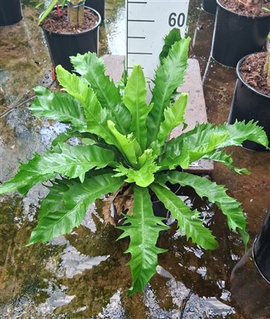 Asplenium Antiquum Gioia