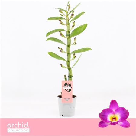 Dendr Nob 1st Akatsuki Orchid Collection