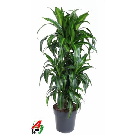 Drac Hawaiian 60-carrousel