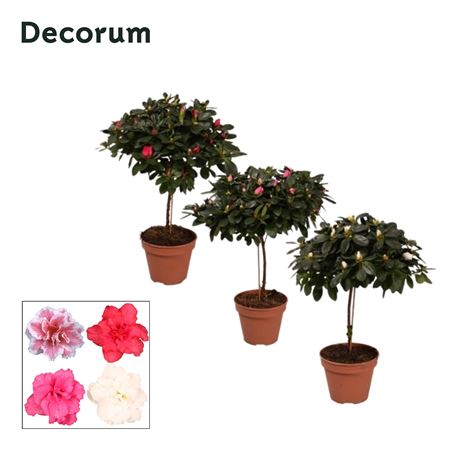 Azalea On Stem Mix (decorum)
