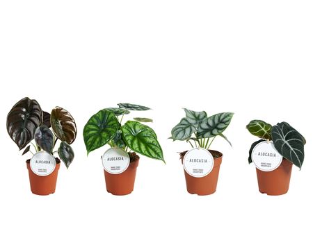 Alocasia Mix