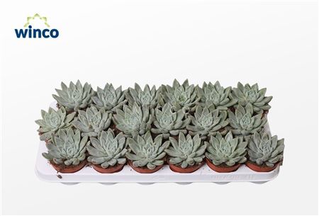 Echeveria Tolimanensis Hybride (grey)