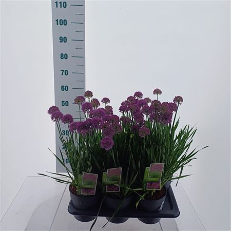 Allium Millenium