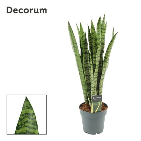Sansevieria Wintergreen (decorum)