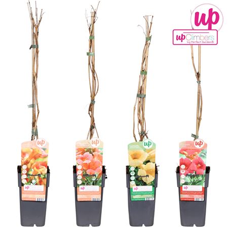 Campsis Mix (grafted)