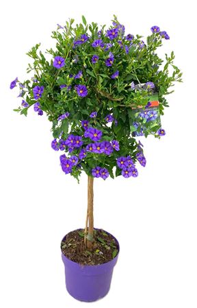 Solanum Rantonetti On Stem