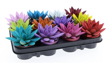 Echeveria Rainbow Mix